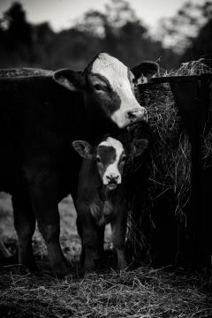 Black and white image of cows by Hayley Wood of PEI