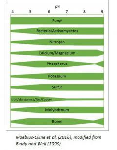 A graphic image that illustrates the availability of different nutrients at various pH levels. The wider the band, the greater the availability of that nutrient
