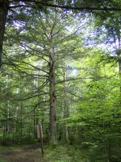 A 200 year old eastern Hemlock growing at the Valleyfield Demonstration Woodlot near Montague