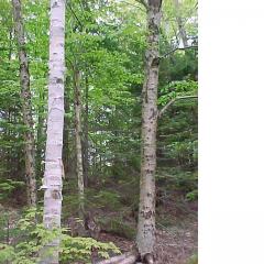 The ranges of White Birch and Yellow Birch overlap in the Acadian Forest