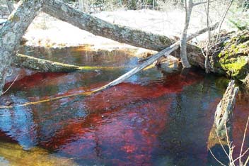 Photo of tannins in water